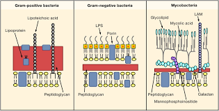 Pdf drive investigated dozens of problems and listed the biggest global issues facing the world today. Pathogen Recognition And Innate Immunity Cell