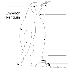 Emperor penguins are among the largest penguins among penguins. Label The Emperor Penguin Printout Enchantedlearning Com