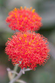Image result for Kleinia abyssinica