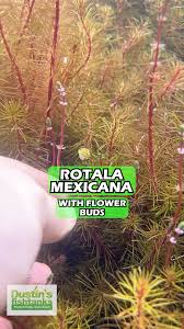 Image result for Rotala mexicana