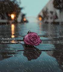 Rose rain is obtained from the petals of rosa damascena. Rose Rain Animated Gif Guller Yagmur Dansi Resimler