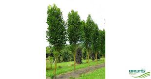Koelreuteria Paniculata Fastigiata Saulen Blasenbaum Blasenbaum Garten Gedeihen