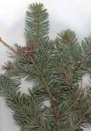 I need something for petal. Rhizosphaera Needlecast