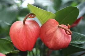 images?q=tbn:ANd9GcTIyyh1naA1RMTMxVerc9Gz1aptsGJoMnzzGi2ITp17SYZpnMI0