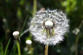 Dandelion Plants White Wild Flower Wallpaper Dandelion Plant Hd Flower Wallpaper Purple Flowers Wallpaper