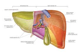There is a printable worksheet available for download here so you can take the quiz with pen and paper. The Liver Photograph By Asklepios Medical Atlas