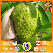 Cara menanam pokok durian monthong. Pokok Durian Belanda Berbuah Seawal 1 Tahun Shopee Malaysia