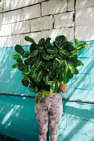 Image result for maranta