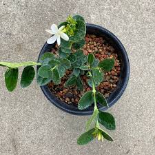 Image result for Carissa