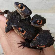 These Red-eyed Crocodile Skinks Interestingasfuck Red Eyed Crocodile Skink Crocodile Skink Pets