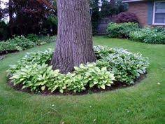 Hostas Always Look So Good Around The Bottom Of The Trees And They Love The Shade They Make Large Yard Landscaping Small Front Yard Landscaping Backyard Trees