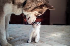 We did not find results for: 20 Funny Photos Of Dogs And Cats Together Reader S Digest