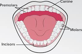 Draw And Label The Types Of Teeth Teeth Diagram Teeth Drawing Teeth