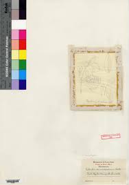 Image result for Microcharis