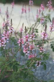 Image result for Indigofera adenoides