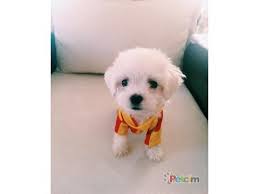 Orjinal Teacup Maltese Terrier Petcim Com 109012