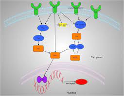Life expectancy for breast cancer is based on studies of many people with the condition. The Molecular Aspects Of Chordoma Springerlink