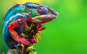 Binatang ini merupakan hewan yang sangat langka dan layak menjadi salah satu maskot hewan khas indonesia. 5 Haiwan Dengan Warna Lain Dari Yang Lain Iluminasi
