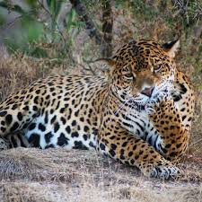 Estos dos jaguares están aprendiendo a cazar antes de ser puestos en libertad. From The Jaguares En La Selva Facebook Page X Pretty Animals Big Cats Animals And Pets