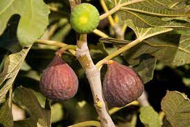 Northover fruit tree nursery is located 5 minutes walk from grove. Planting Fruit Trees In North Texas Premier Nursery Fruit Trees Planting Fruit Trees Fruit Plants