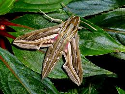 Image result for Hippotion celerio