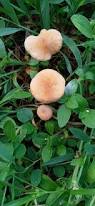 Image result for Marasmius opacus