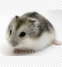 Pin amazing png images that you like. Hamster Background