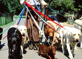 Image result for walking two dogs tangled