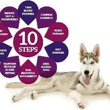 My 10 Step Plan For Dogs With Kidney Failure Infobarrel Kidney Failure Kidney Failure Symptoms Kidney Disease Diet