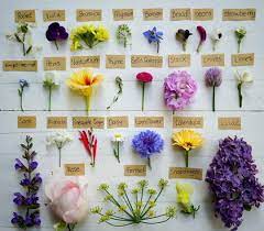 @.#valentines #flowerfriends #marathon #supportingeachother #floristlife ##florist. Sustainable Sprout On Instagram Pick Your Favourite Edible Flowers From This List List Of Edible Flowers Edible Flowers Edible Flower Garden