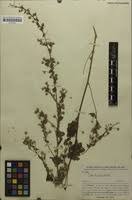 Image result for Sida veronicifolia