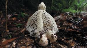 These are fully preserved unique pieces. The Secret Life Of Fungi Ten Fascinating Facts Bbc News