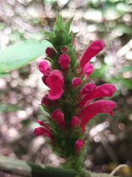 Image result for Achyrospermum