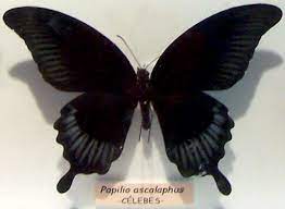 Mariposa Negra Islandia Relato Emigrante