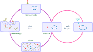 For a list of virus genera, see list of virus genera. Riproduzione Di Virus E Batteri G M P E