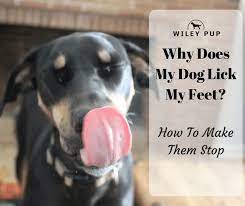 Why Does My Dog Lick My Feet Canine Licking Explored Go Pup