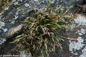 Image result for sleziník Asplenium