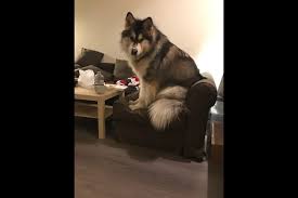Not every alaskan malamute owner has the opportunity to own a full size dog team. The Biggest Dog In Richmond Meet Tyson Richmond News