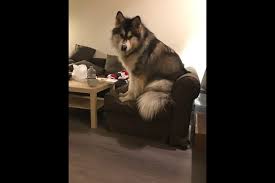 Giant alaskan malamute puppies for sale in bc. The Biggest Dog In Richmond Meet Tyson Richmond News
