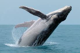 Humpback whale breaching off the coast of australia. Humpback Whale Australian Antarctic Program