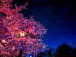 Maybe you would like to learn more about one of these? Ø®Ù„ÙÙŠØ§Øª Hd Ø´Ø¬Ø±Ø© ÙˆØ±ÙˆØ¯