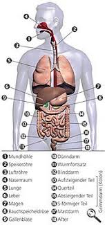 Leber Galle Bauchspeicheldruse Aufbau Und Funktion Menschlicher Korper Anatomie Anatomie Korper Mensch Korper