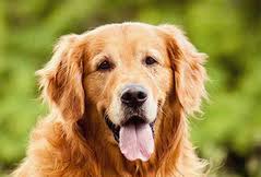 We did not find results for: Dog Breeds Dogthelove