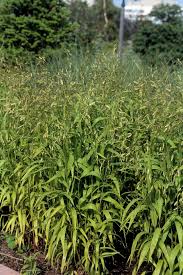 Image result for Chasmanthium latifolium
