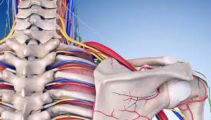 Brachial Neuritis Johns Hopkins Medicine