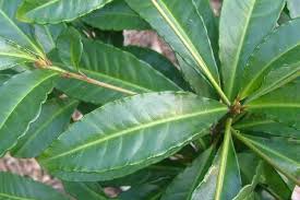 Image result for Ardisia