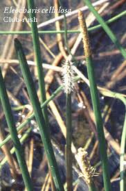 Image result for Eleocharis complanata