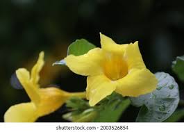 Image result for Hibiscus dongolensis