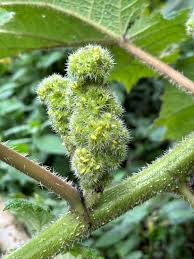 Image result for Girardinia bullosa