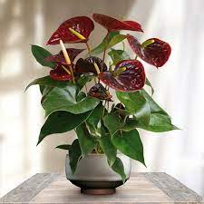 Flamingo Plant Anthurium Otazu Brown Anthurium Plant Flamingo Plant Anthurium Flower